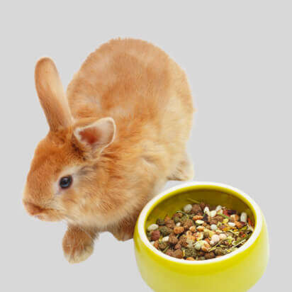 kleintiernapf bubblenavibild